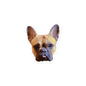 Nala // Sticker